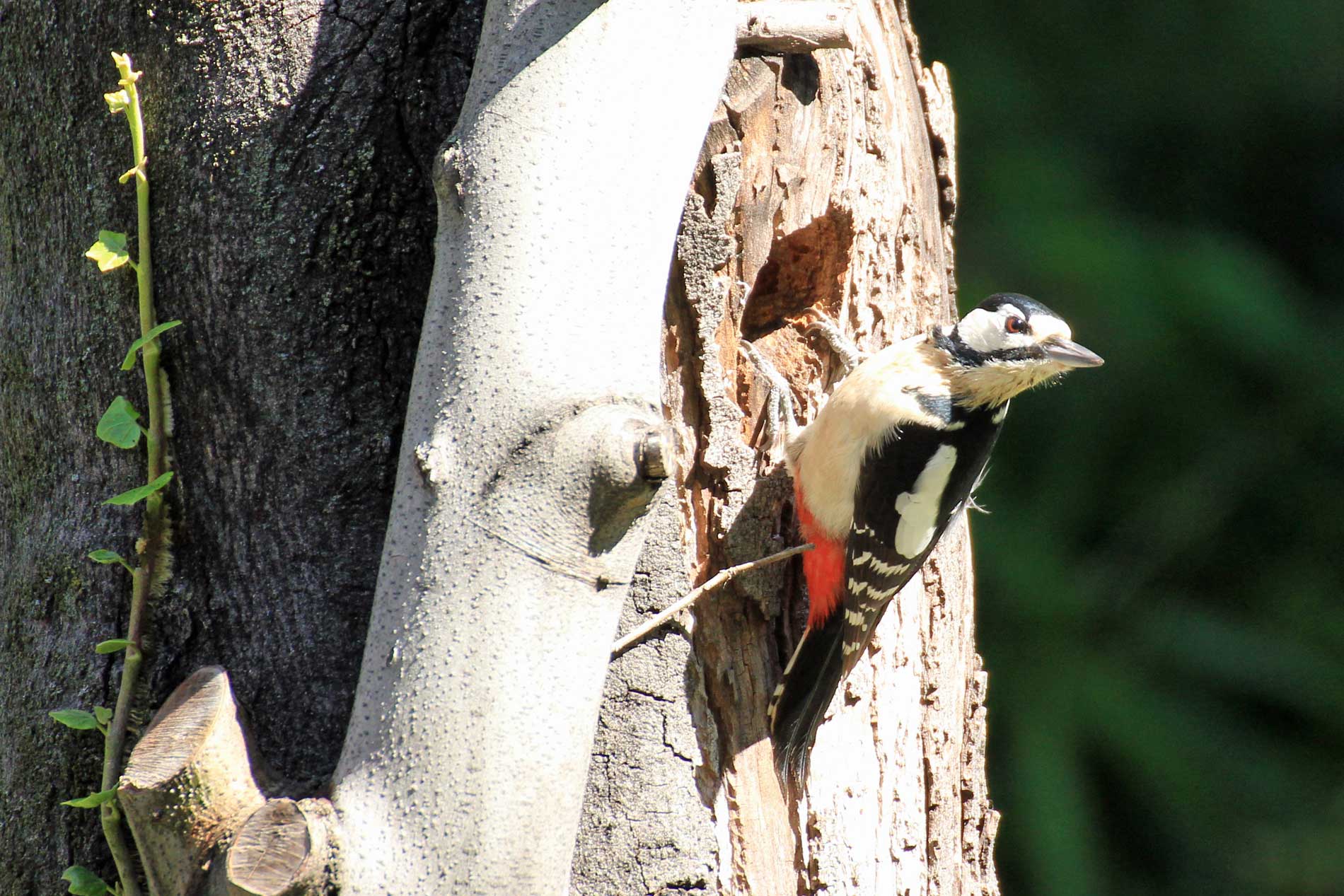 Picchio rosso maggiore.